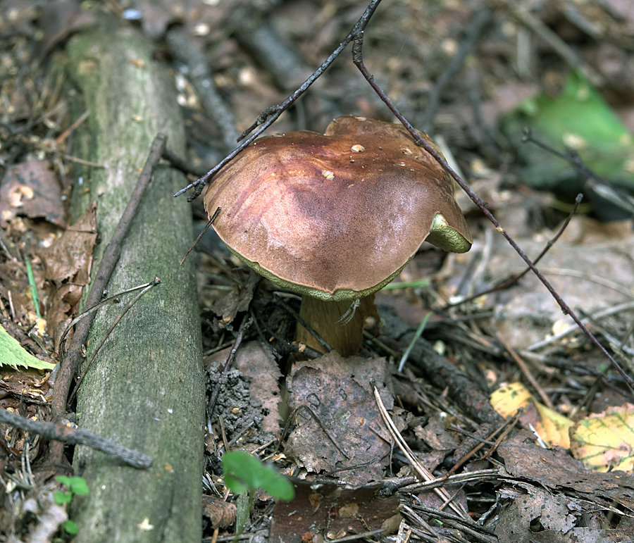 Польский гриб – вкусный житель сосновых лесов - грибы собираем