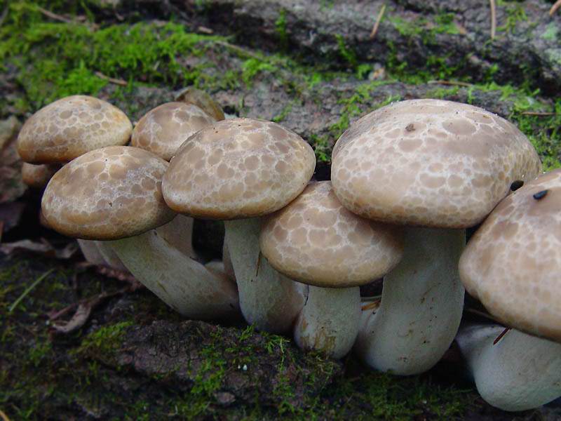 Как отличить съедобные рядовки от ядовитых грибов