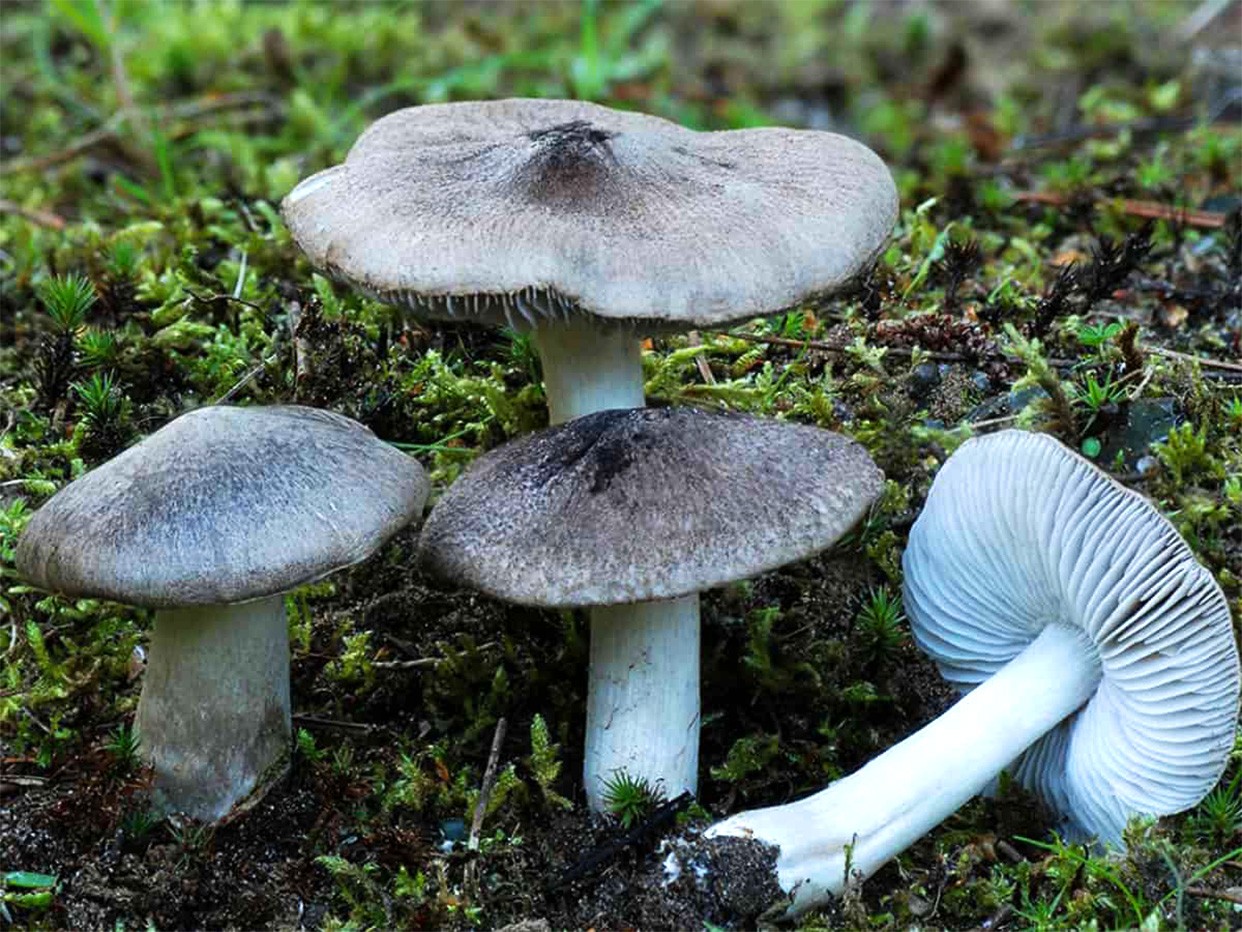 Характеристика гриба серая рядовка с фото