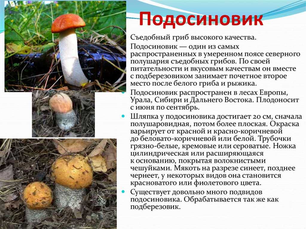???? подробная инструкция для тех, кто хочет вырастить грибы на своем участке