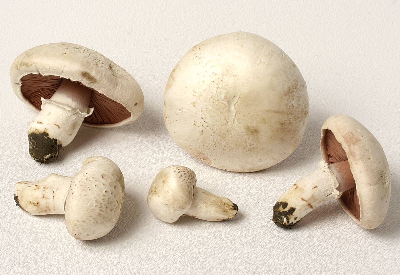 Луговой шампиньон (обыкновенный, гриб печерица, agaricus campestris): как выглядит, виды, где и как растут, полезные свойства - агрономия