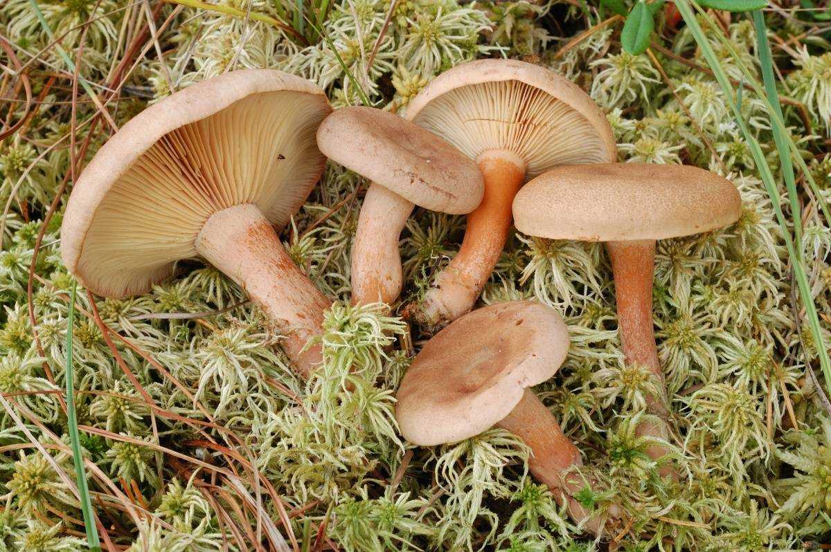 Млечник мокрый (lactarius uvidus) – грибы сибири