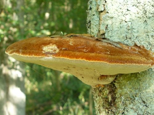 Трутовик щетинистый (трутовик щетинистоволосый): фото и описание, как влияет на деревья — викигриб