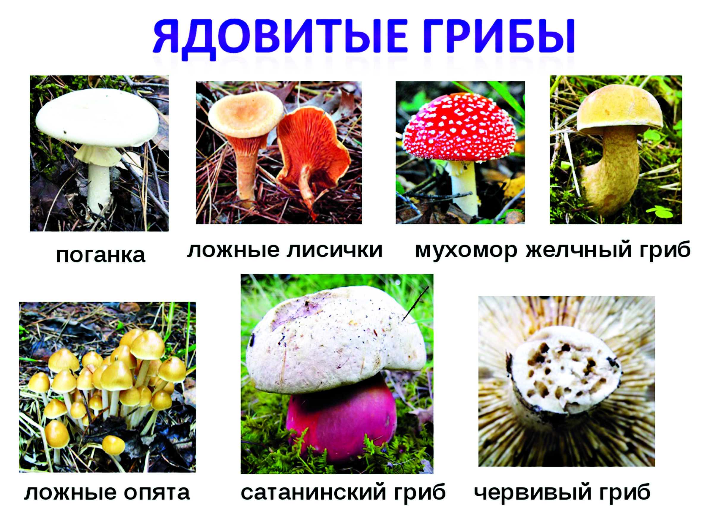 Съедобные и несъедобные грибы на тонких длинных ножках с белыми, коричневыми и другими шляпками