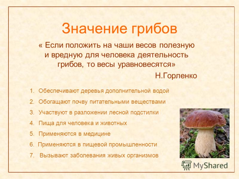 Значение грибов в жизни человека (биология, 5 класс): общая характеристика, роль в природе