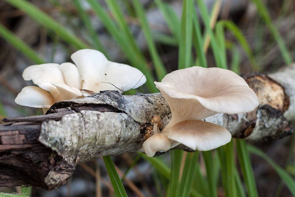 Общая информация о российских лесах - грибы россии
forest.ru - всё о российских лесах