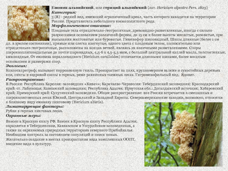Ежовики - описание с фото пользы и вреда грибов, их использования в кулинарии