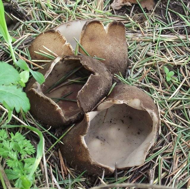 Какие грибы растут в сочи, и как их собирать?