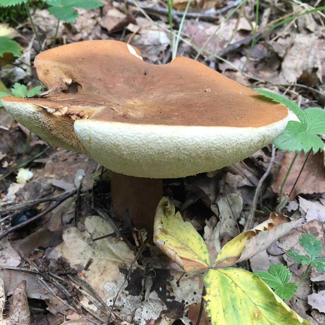 Каштановый гриб — описание, места произрастания, лечебные свойства + 71 фото