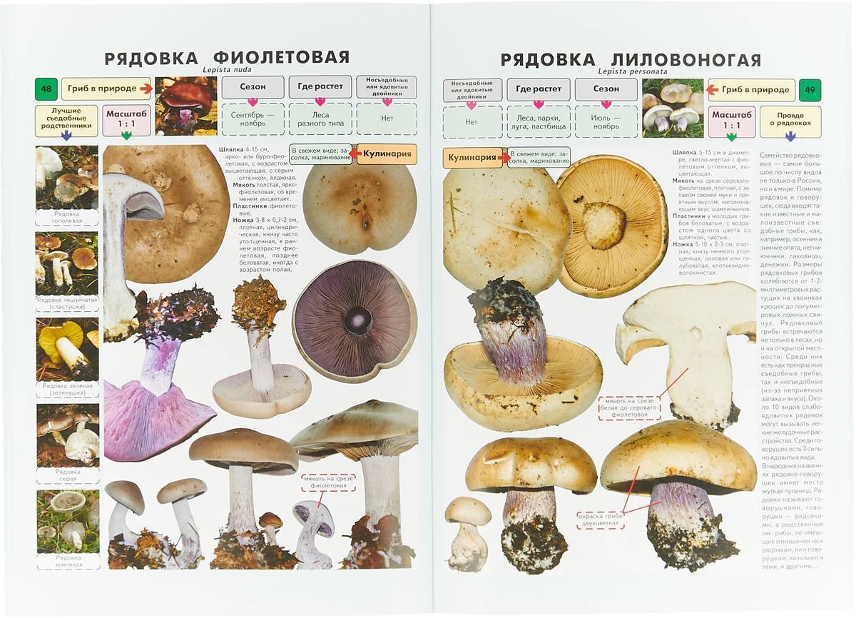 Категории грибов по съедобности, пищевой ценности и вкусовым качествам