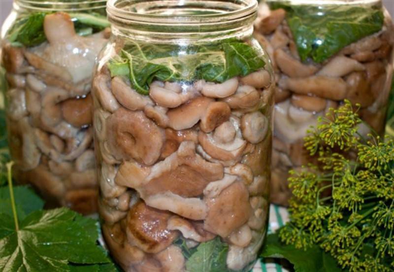 ✅ грибы песочники на зиму рецепты приготовления - dobropovar.ru