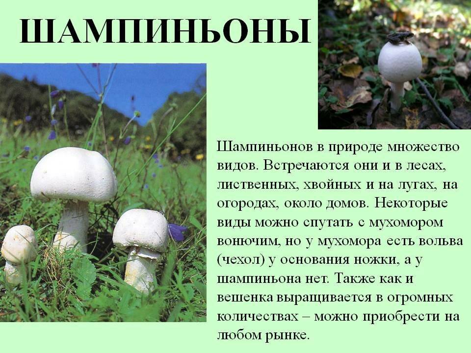 Где растут шампиньоны в природе: описание внешнего вида грибов, леса россии
