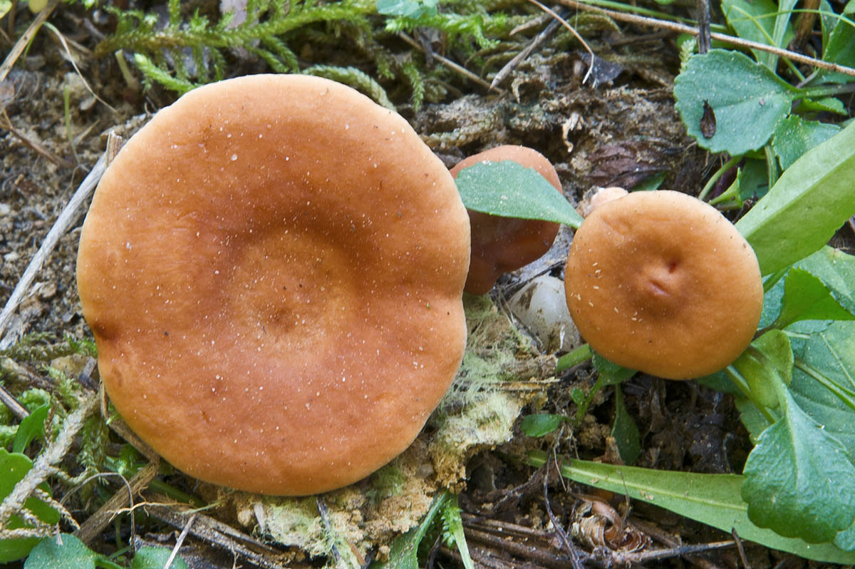 Говорушка оранжевая (hygrophoropsis aurantiaca): фото и описание ложного, несъедобного гриба