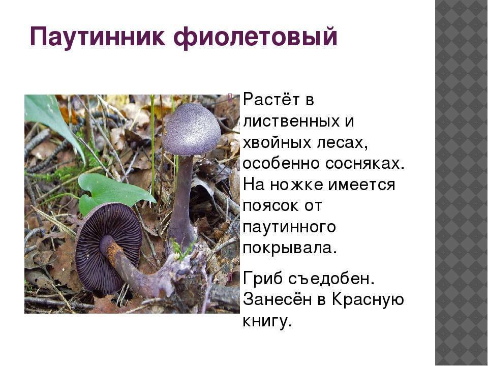 Плютей умбровый — описание гриба , где растет, похожие виды, фото