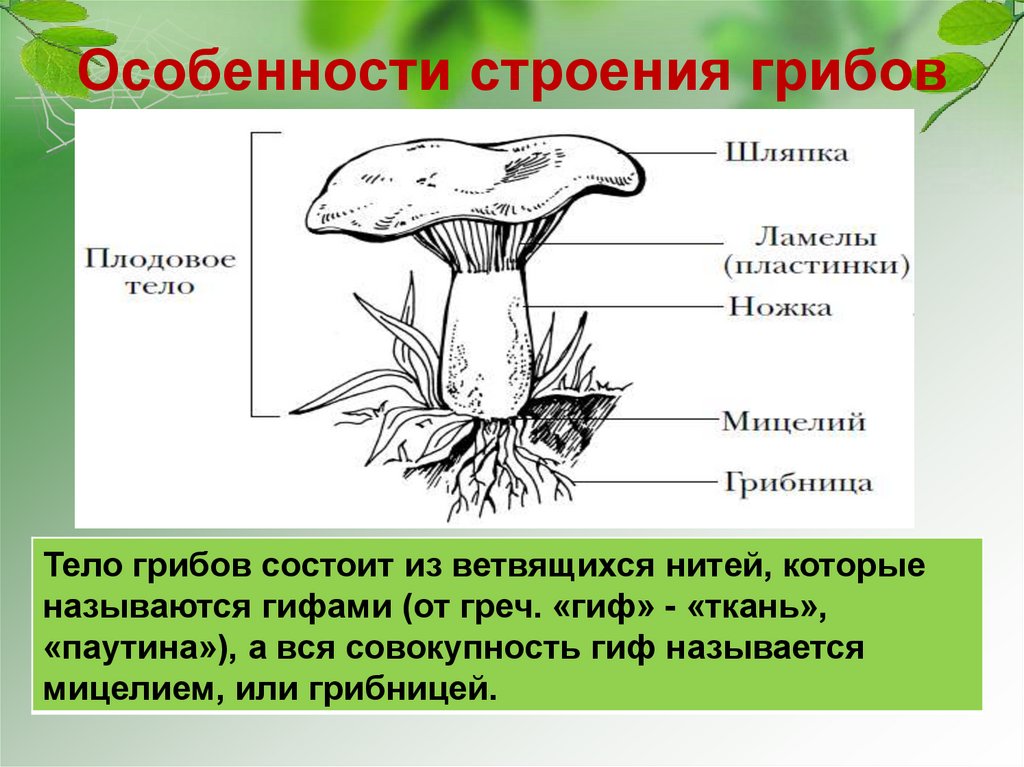 Телиоспора | справочник пестициды.ru