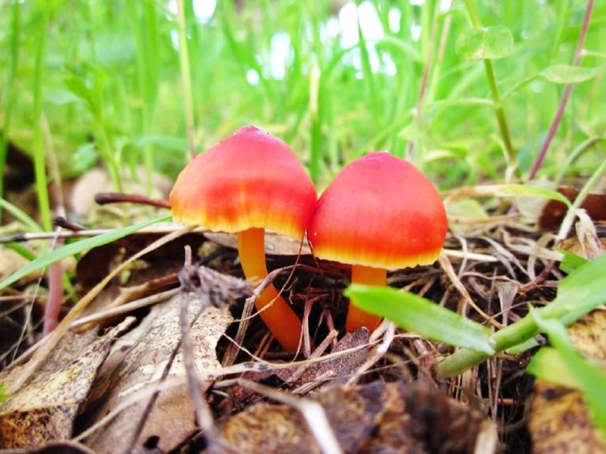 Гигроцибе пестрая (gliophorus psittacinus): фото и описание гриба, где растет