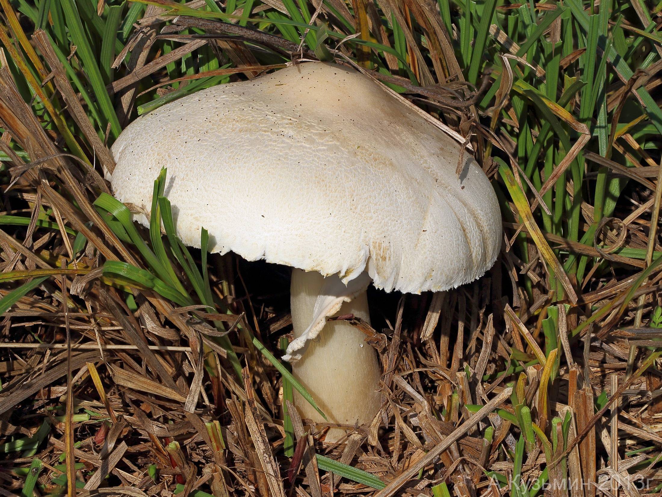 Лепиота горностаевая (lepiota erminea) – грибы сибири