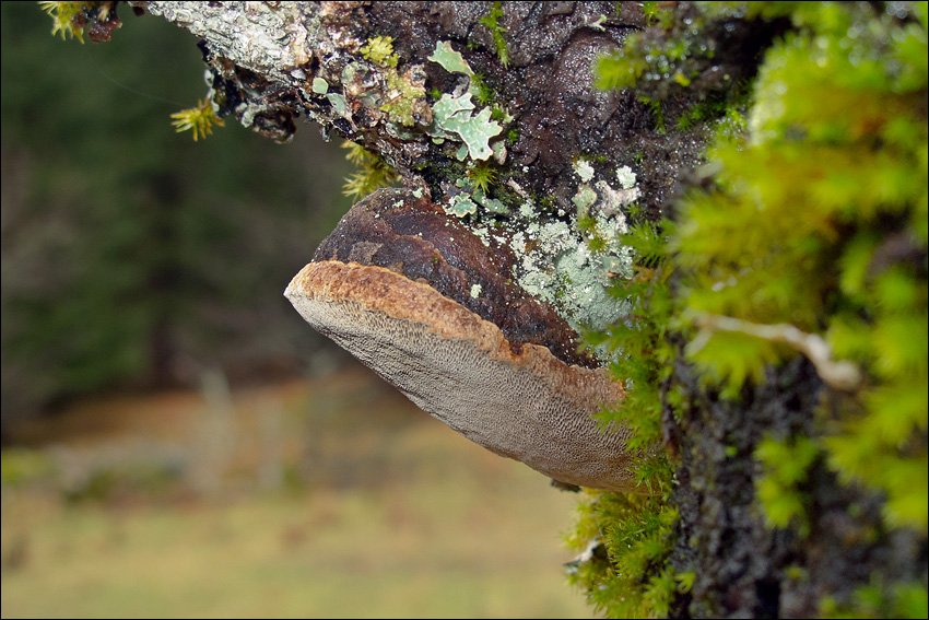 Трутовик ложный или дубовый (phellinus igniarius): фото, описание, поделки из гриба, лечебные свойства и как отличить от настоящего