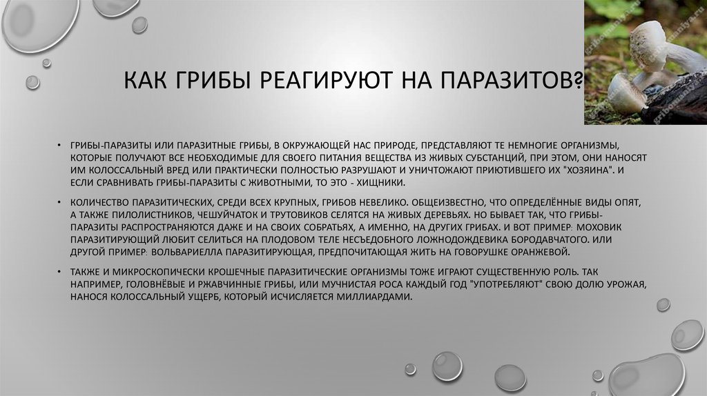 Грибы глисты. Паразитарные грибы. Грибы паразиты. Сообщение по теме грибы паразиты. Сообщение о грибах паразитах.