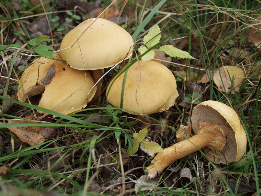 Желтые маслята, настоящие, осенние, обыкновенные или поздние (suillus luteus): фото описание, ложные двойники и как готовить гриб
