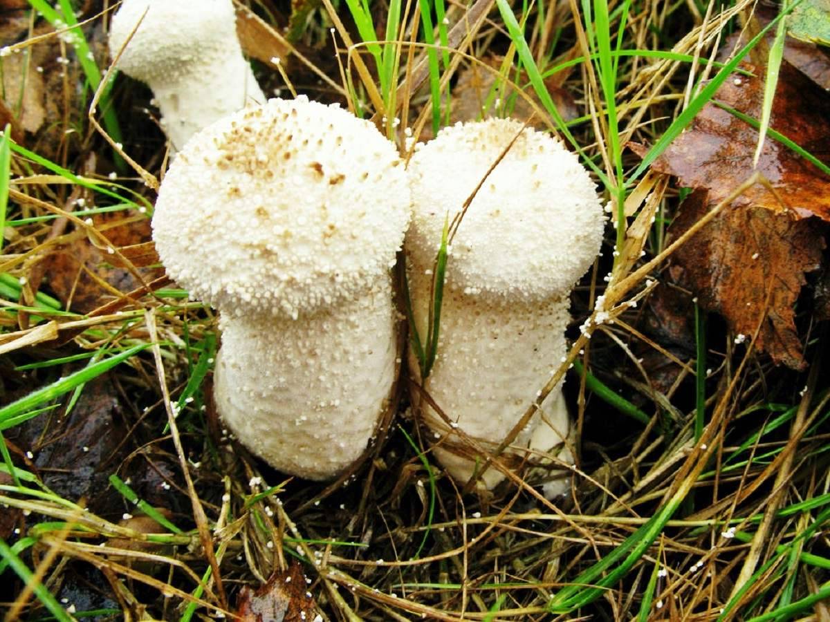 Головач гигантский: внешний вид гриба, описание — викигриб