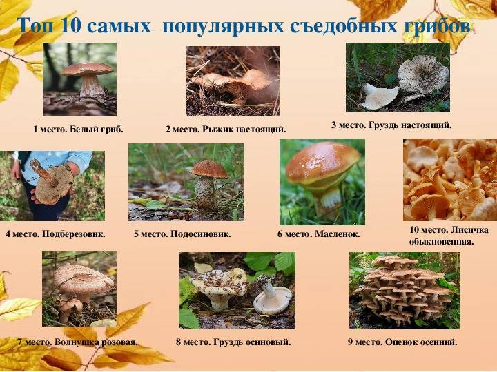 Грибы приморского края в 2021 году: какие съедобные грибы собирать?