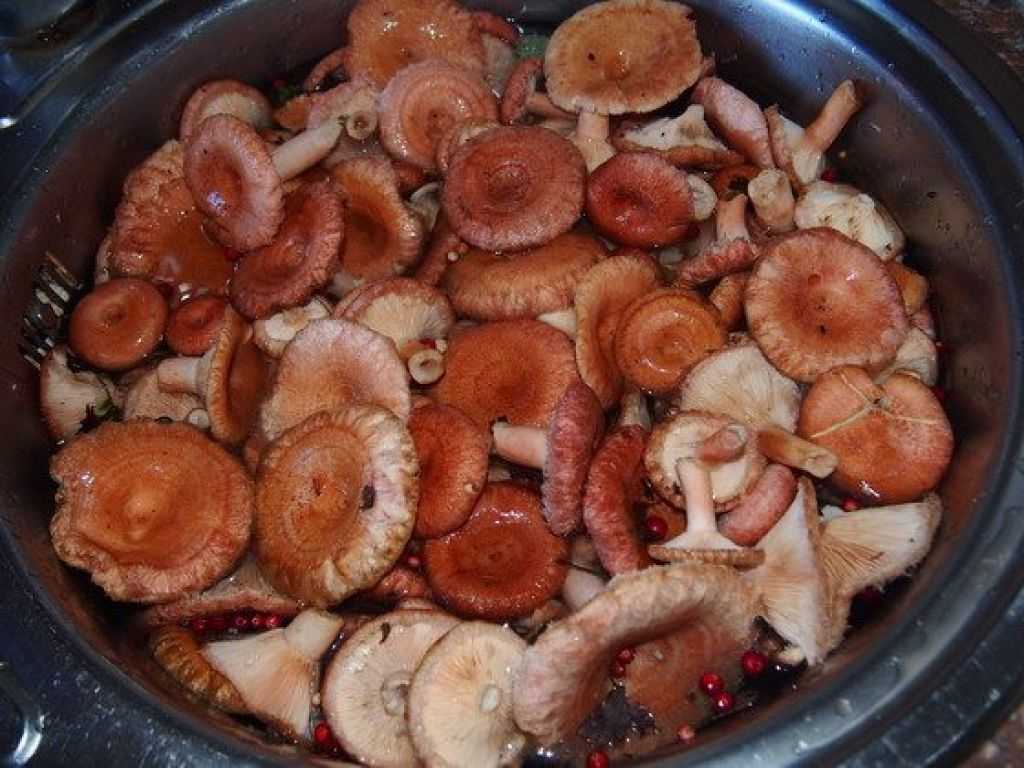 Засолка грибов, грибы на зиму, горячая засолка грибов, маринование грибов, рецепты засолки грибов, засолка груздей