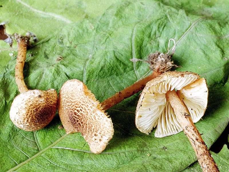Особенности гриба-зонтика, съедобный и ядовитый