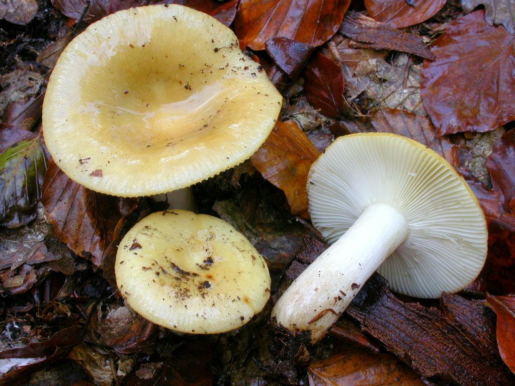 Сыроежка желтая – фото и описание съедобного гриба, где растут, внешний вид