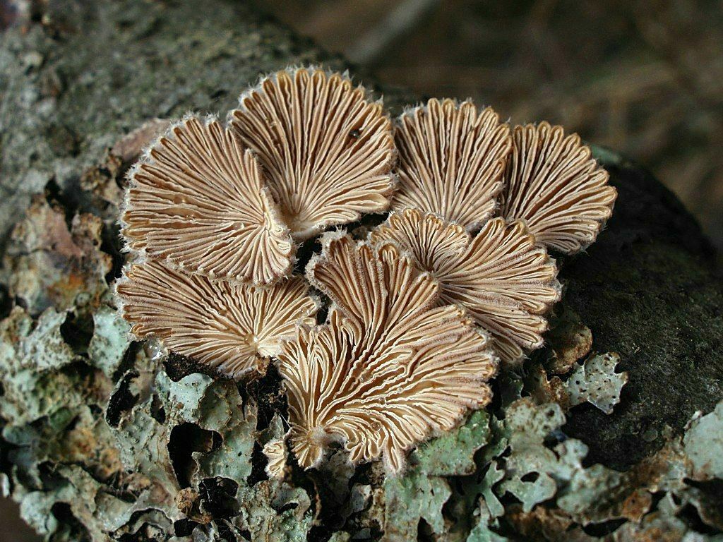 Гриб щелелистник обыкновенный (schizophyllum commune): ёлочные игрушки на деревьях