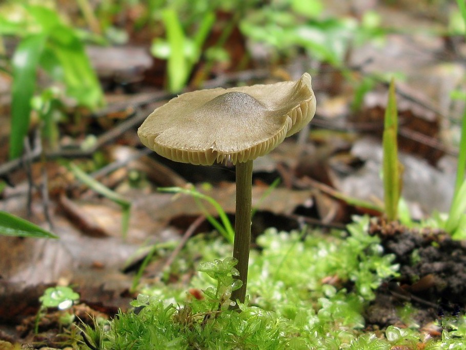 Энтолома ядовитая или оловянная (entoloma sinuatum): фото и описание ядовитого гриба