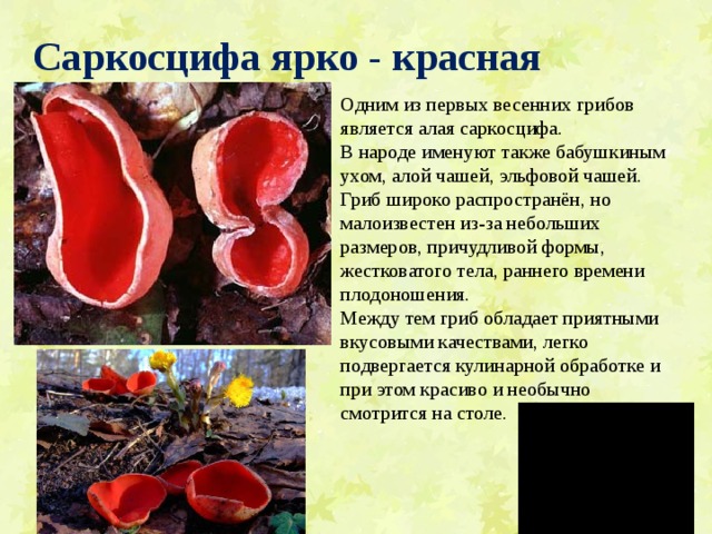 5 весенних грибов — знакомых и не очень. описание, фото — ботаничка