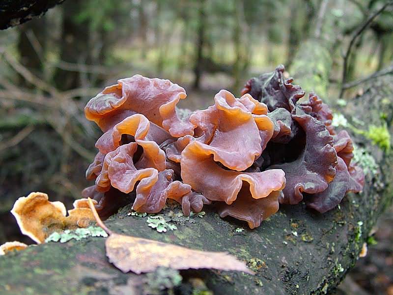 Дрожалка листоватая — описание где растет ядовитость гриба
