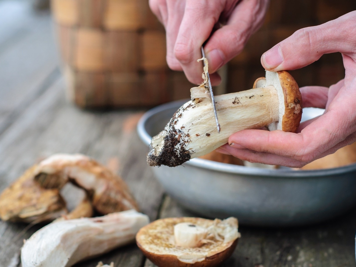 Белые грибы: как их покупать, почистить и приготовить