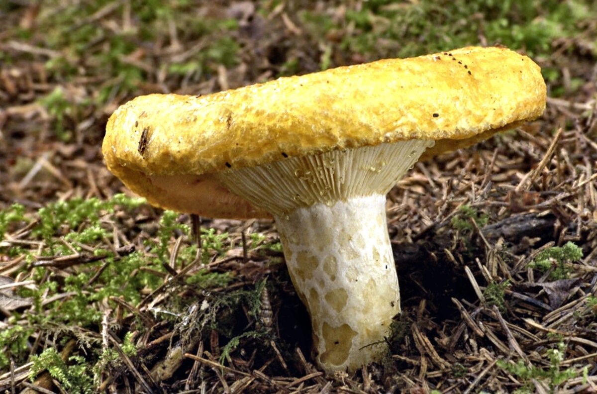 Желтый груздь (подскрёбыш): условно съедобный гриб 1-й категории
