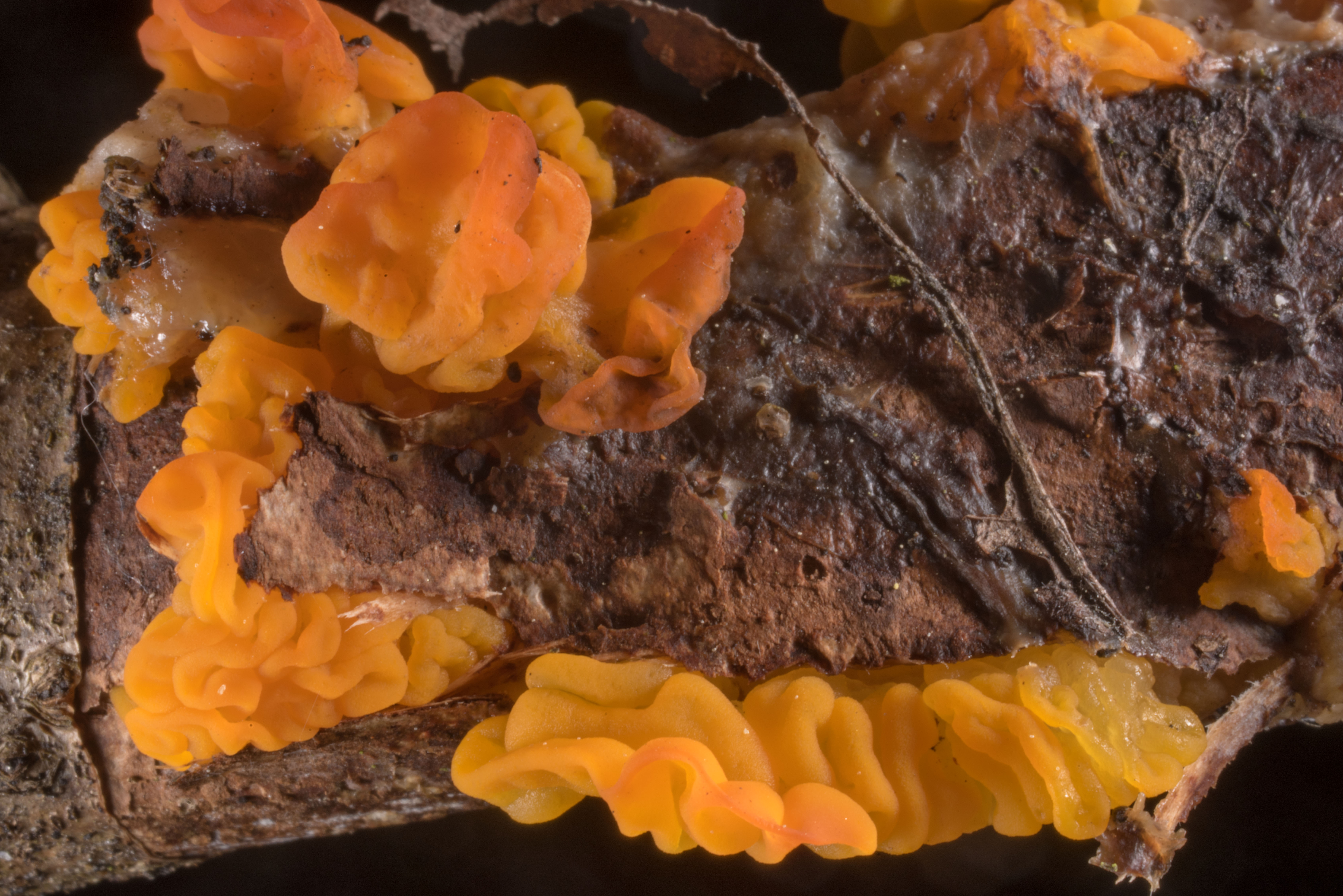 Дрожалка листоватая — описание, где растет, ядовитость гриба