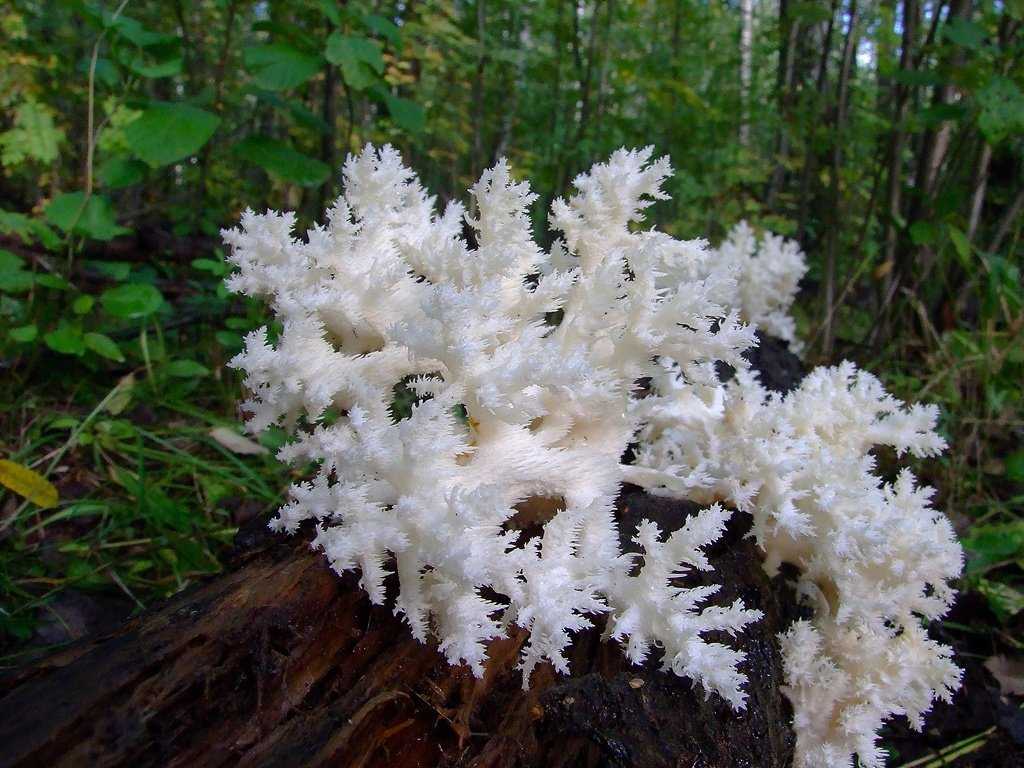Как выглядит коралловый гриб и его описание (+25 фото)
