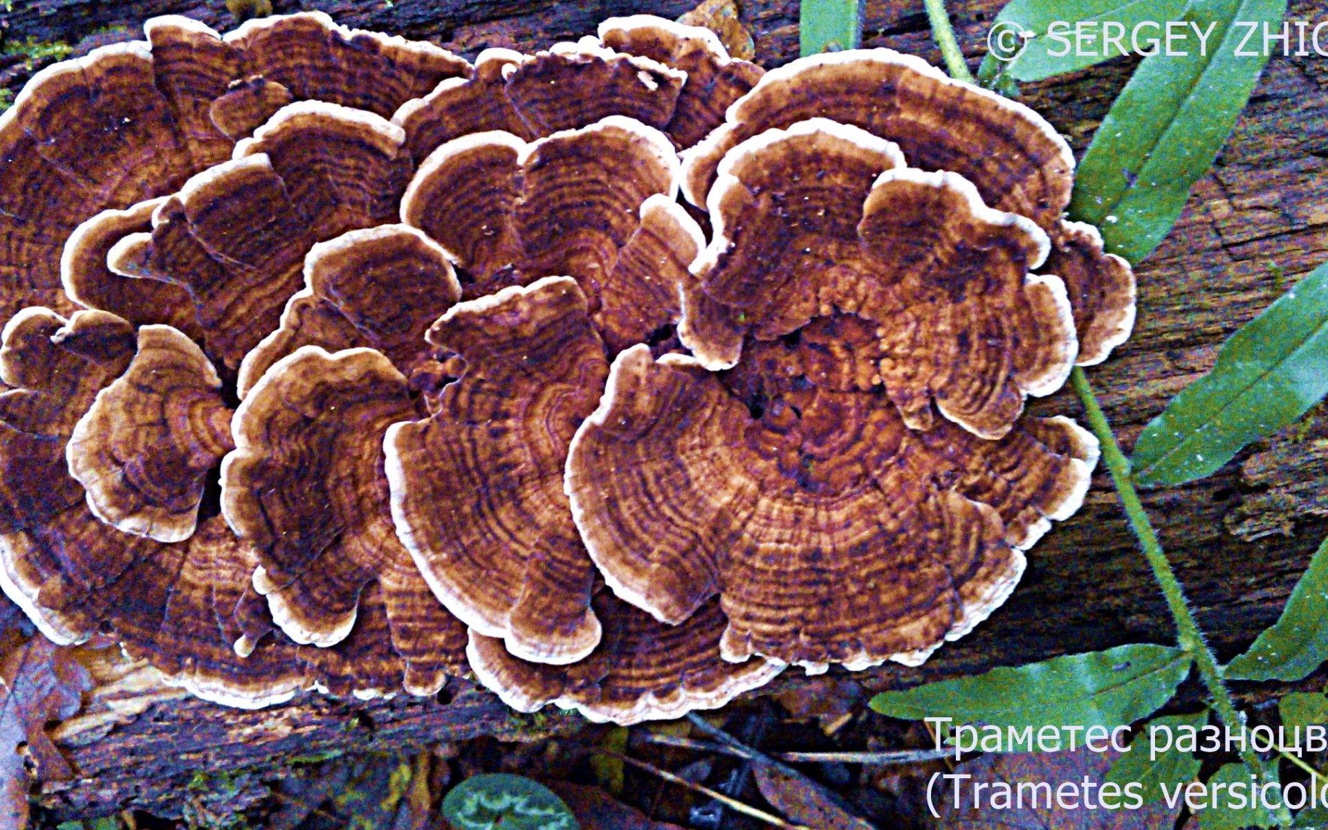 Траметес охряный — описание гриба, где растет, похожие виды, фото