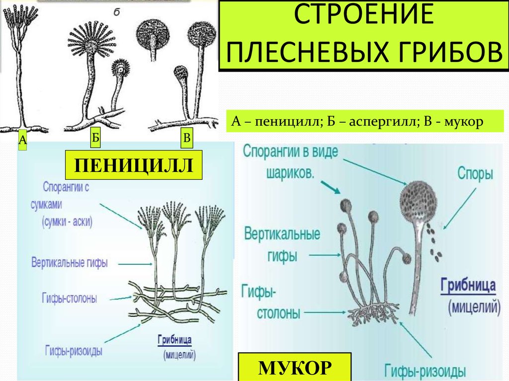 Пилоболус: гриб-пушка • евгения правдолюбова • научная картинка дня на «элементах» • биология, микология