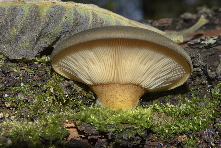 Еринги, королевская вешенка, вешенка степная или белый степной гриб: фото, описание и как его готовить