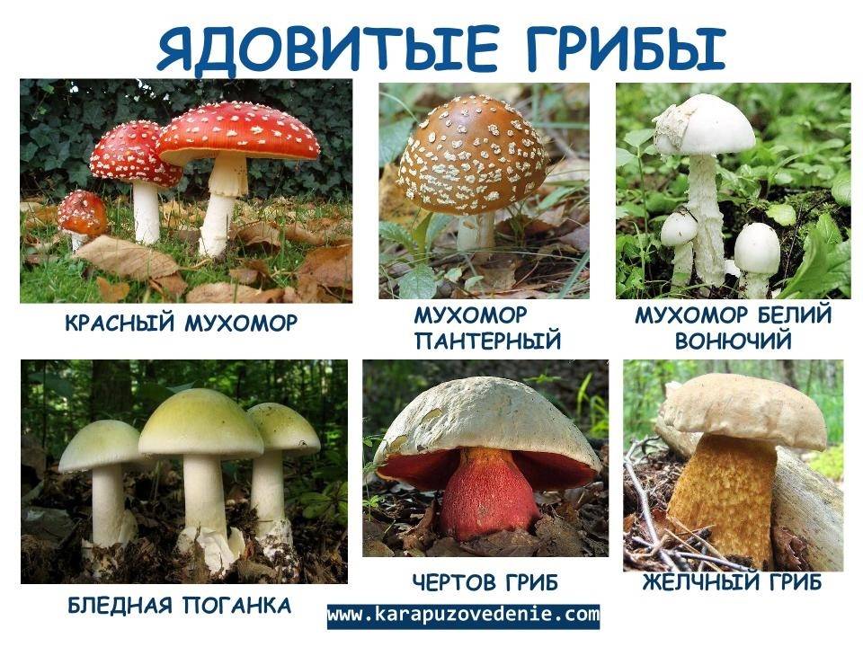 Грибы краснодарского края: фото и описание съедобных видов