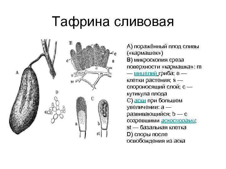 Тафрина – гриб-паразит: фото, информация — викигриб