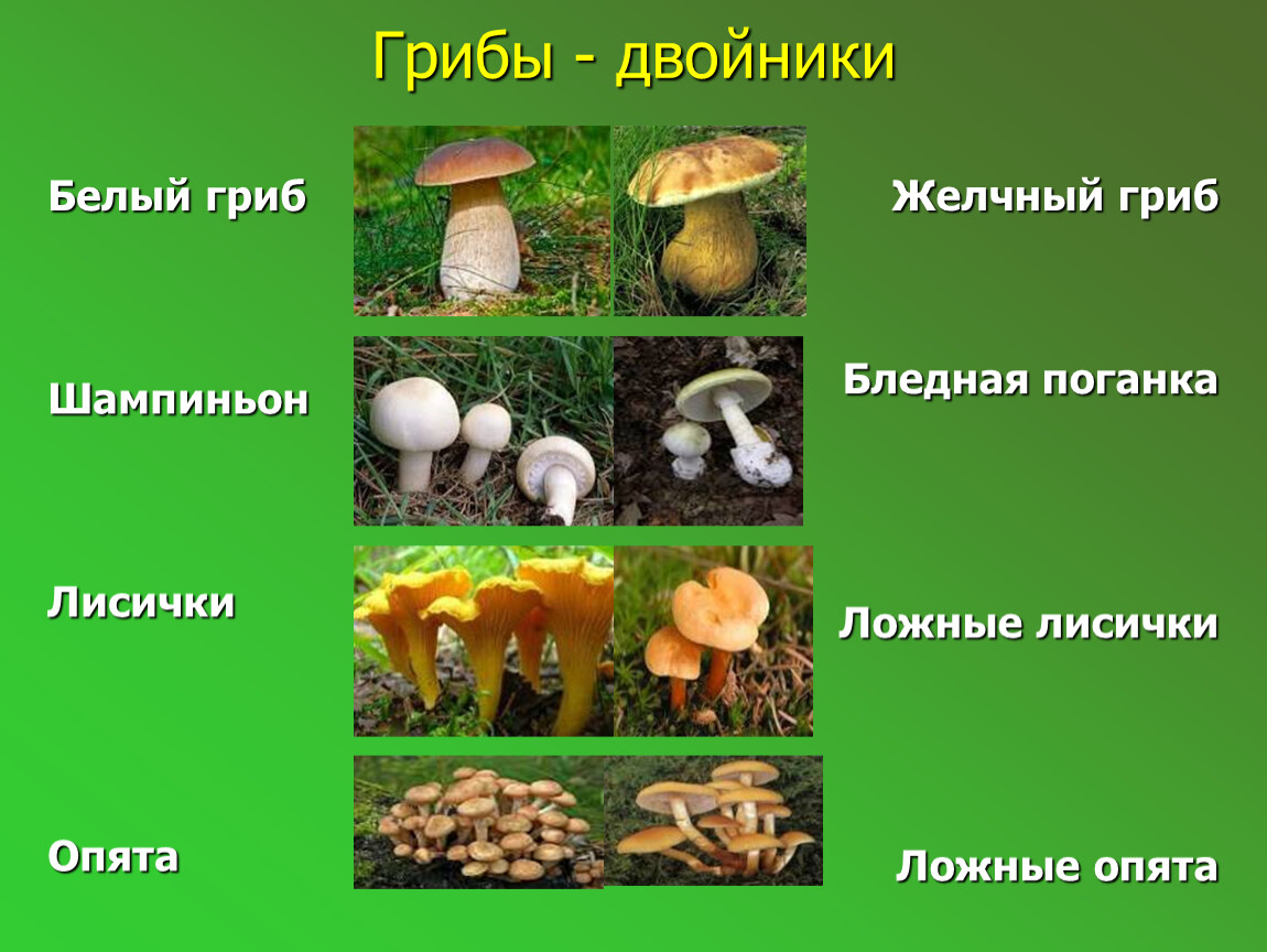 Ложные грибы: фото и описание, отличия от съедобных