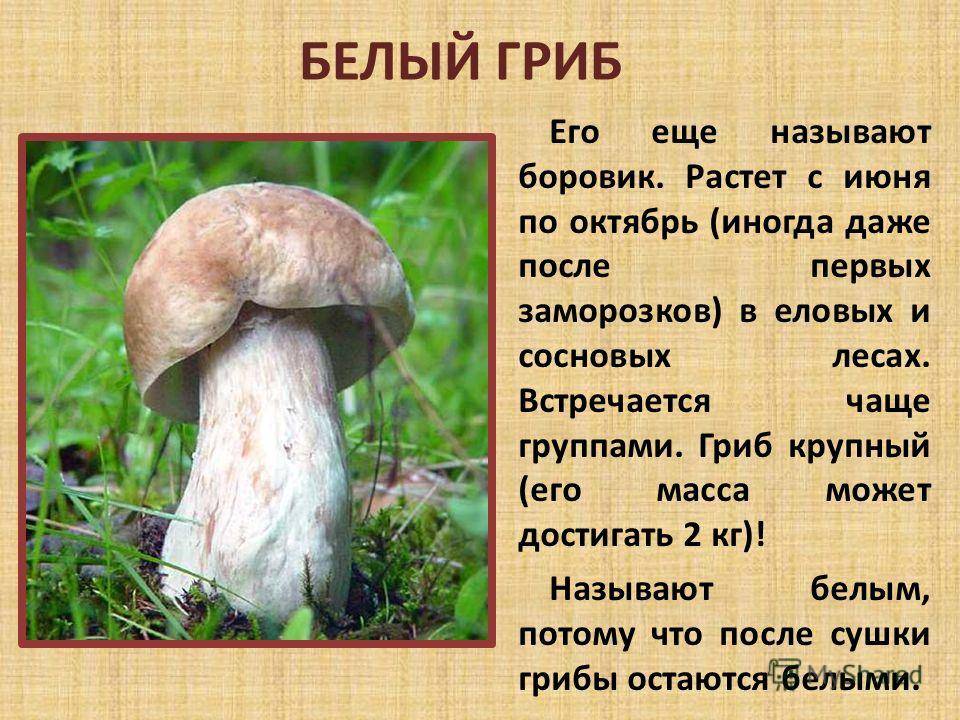 Царь грибов. белый гриб - царь грибов. | здоровое питание