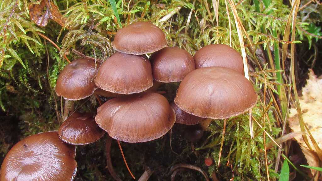 Псатирелла кандолля — описание, где растет, ядовитость гриба