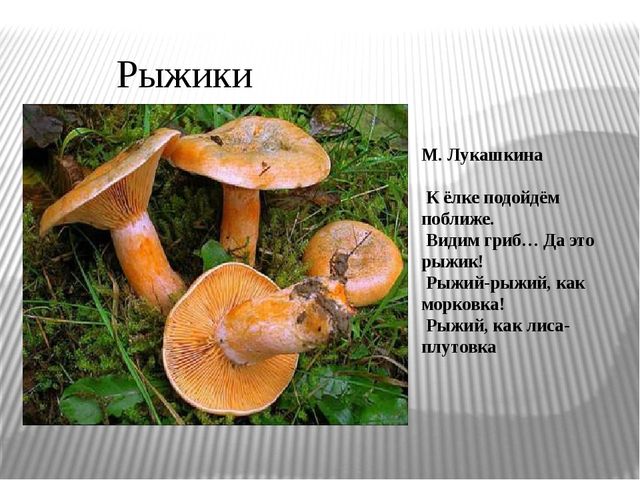 Как готовить грибы рыжики: рецепты блюд с описанием - samchef.ru