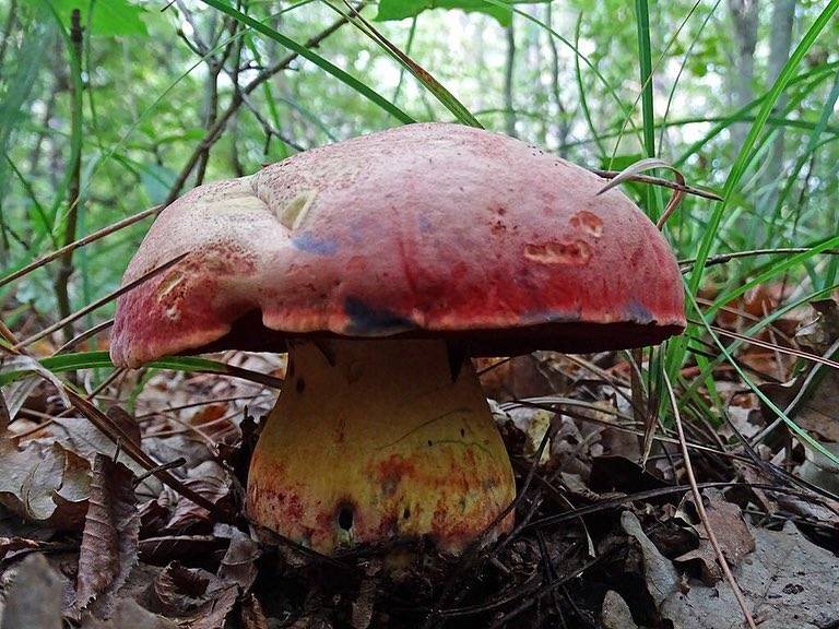 Самый полный обзор грибов рыжиков