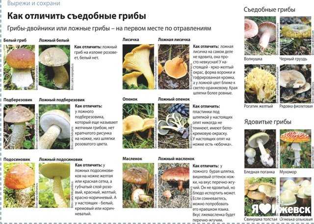 Настоящие грибы на сайте игоря гаршина. эумикота