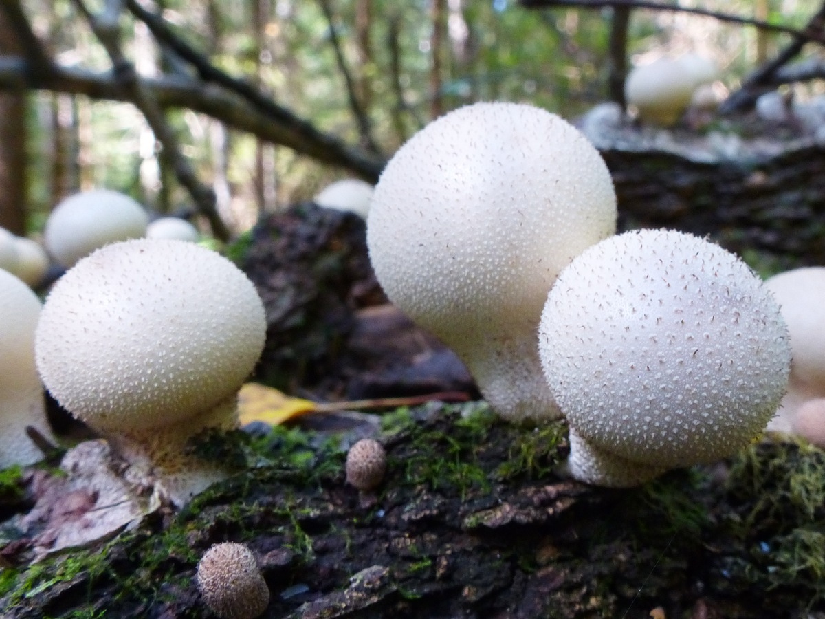 Гриб дождевик фото и описание, гриб дождевик съедобный или нет, как выглядит гриб дождевик | «грибопедия» информационный сайт