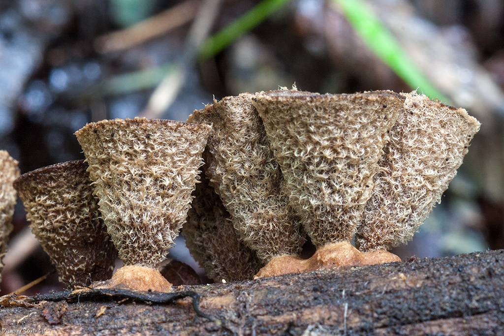 Самые необычные грибы мира. бокальчик полосатый грибы бокальчики